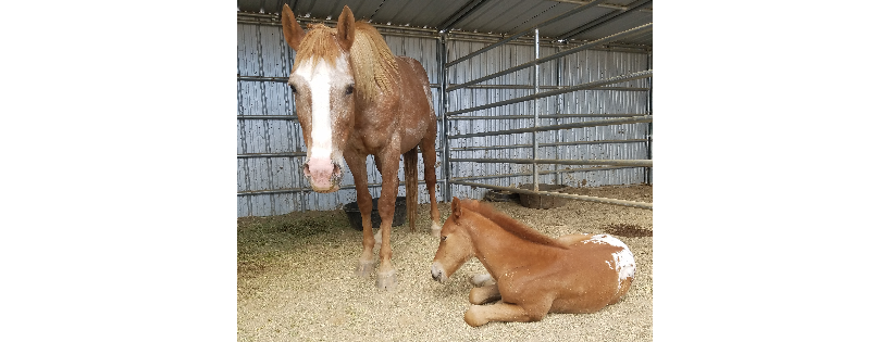 Desert Pines Horse Rescue