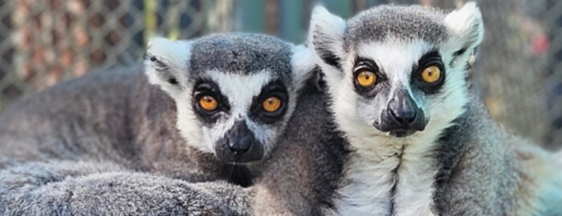 Suncoast Primate Sanctuary Foundation Inc.