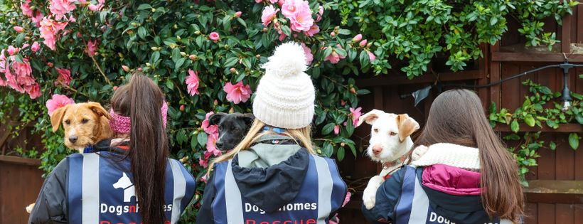 DogsNHomes Rescue