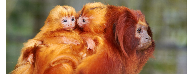 Save the Golden Lion Tamarin