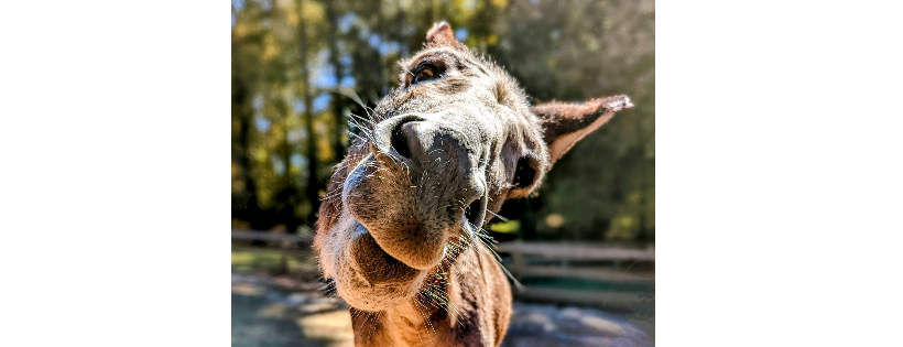 Helping Equines at Lilifield Sanctuary
