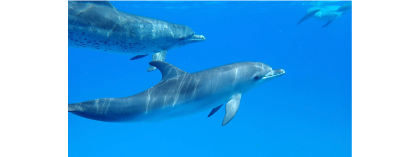 Wild Dolphin Project