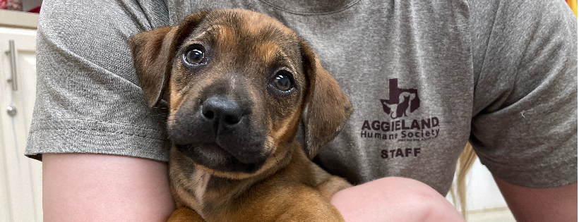 Aggieland Humane Society