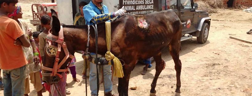 Animal Aid Abroad Incorporated