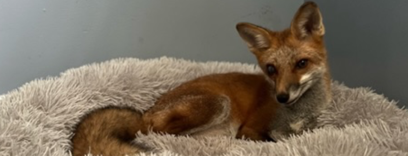 FoxTales Wildlife Rehab