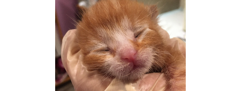 Mumma’s Here Now Neonatal Rescue