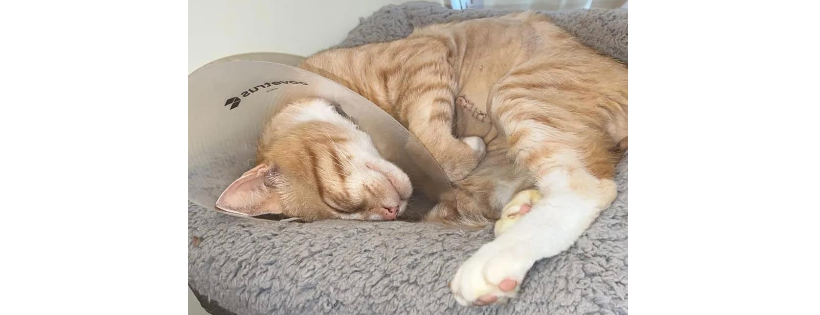 SaintSpiro Cat Rescue Inc.
