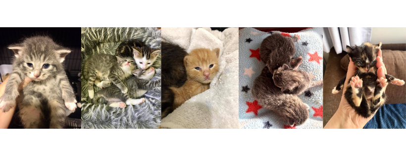 Feral Nation Rescue Trust