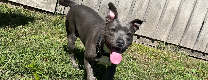 Humane Society of Port Jervis/Deerpark