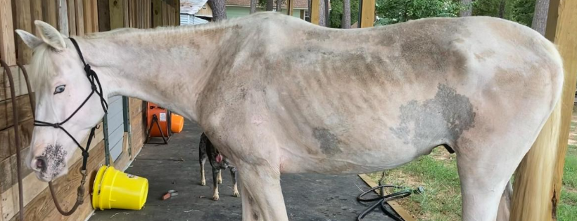 Bluebonnet Equine Humane Society