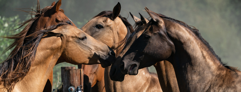 Akhal-Teke Foundation