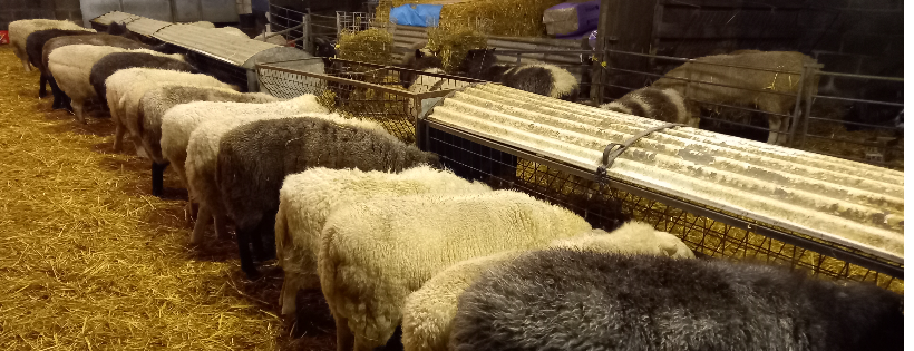 The Woolly Patchwork Sheep Sanctuary
