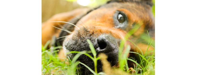 632 Canine Rescue