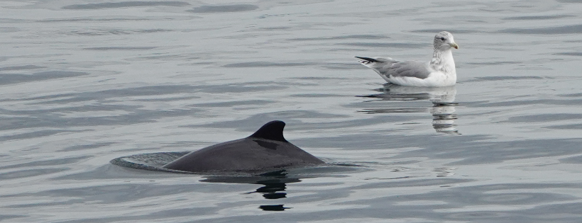 Porpoise.org Porpoise Conservation Society