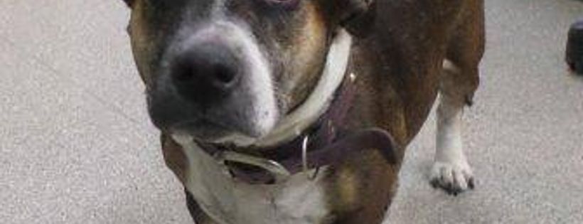 Best Friends Animal Rescue Inc
