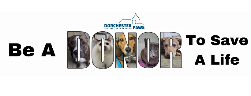 Dorchester Paws