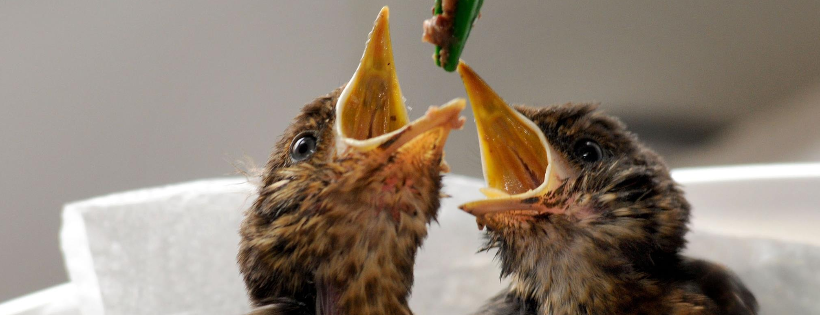 Secret World Wildlife Rescue