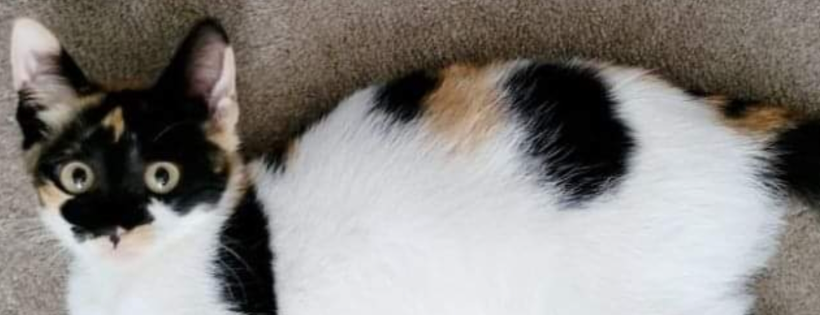 Catmint Cottage Sydney Rescue