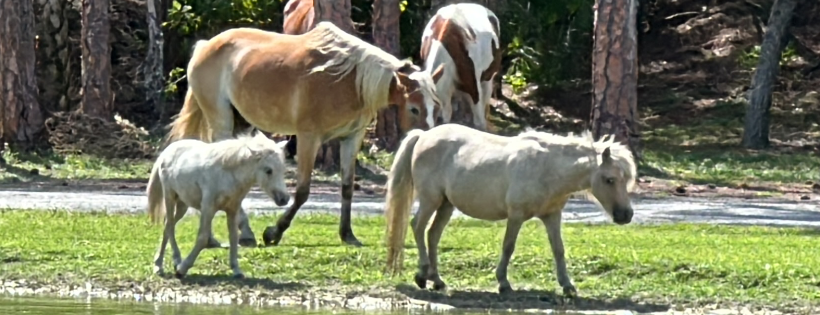 The Painted Horse Ranch Reacue