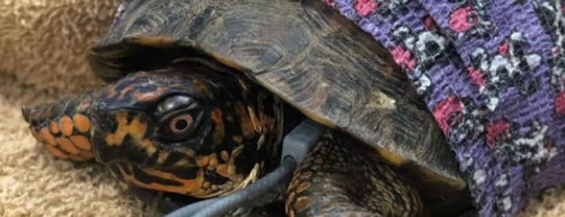 Carolina Reptile Center