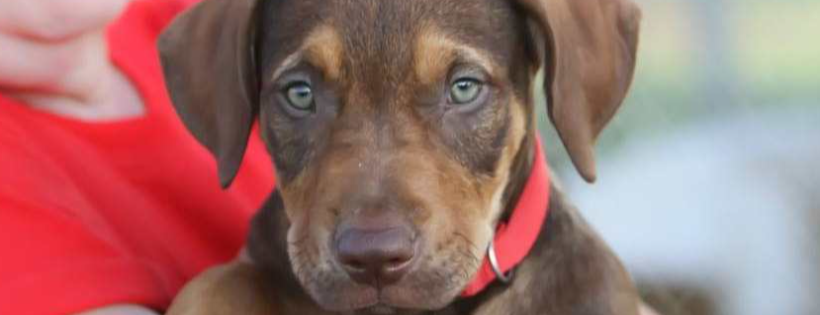 RUBYS RESCUE & RETREAT NFP