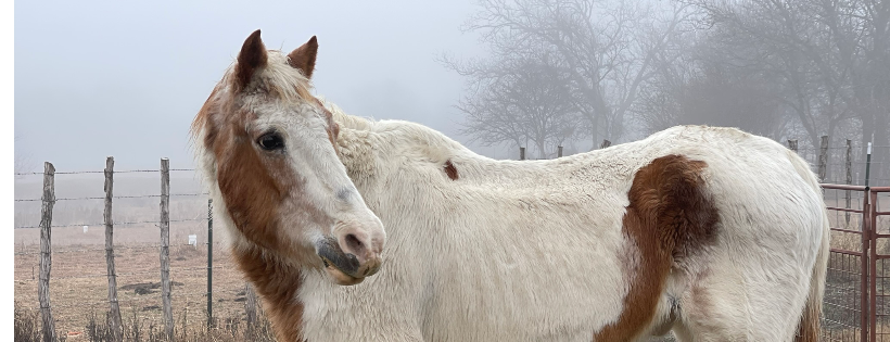 Legacy Ranch and Rescue inc.