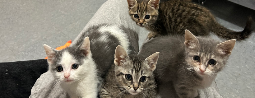 Mabels Orphaned Angels Rescue