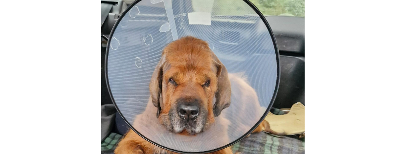 RSPCA Norfolk West