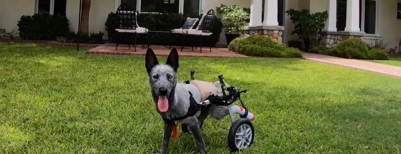 Sky Sanctuary Rescue