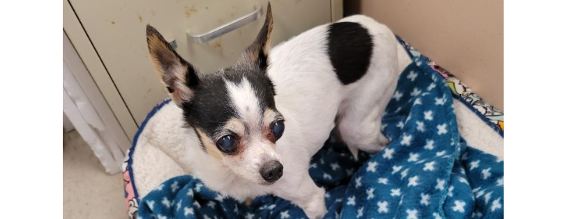 Rescue Tails Animal Welfare Inc