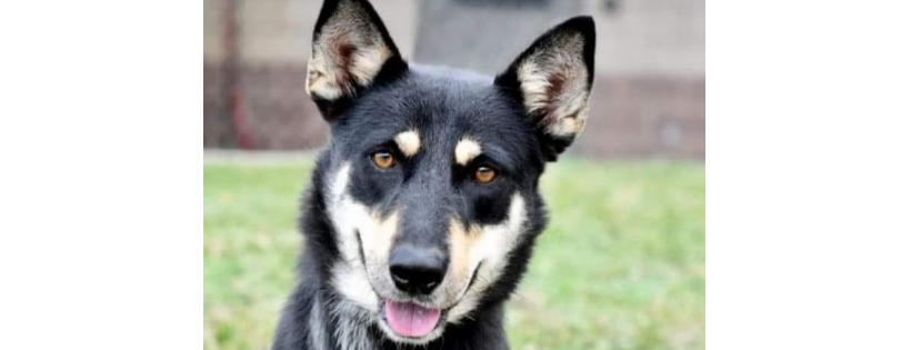 Douglas County Canine Rescue