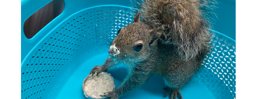 Mutt Farm Wildlife Rehabilitation