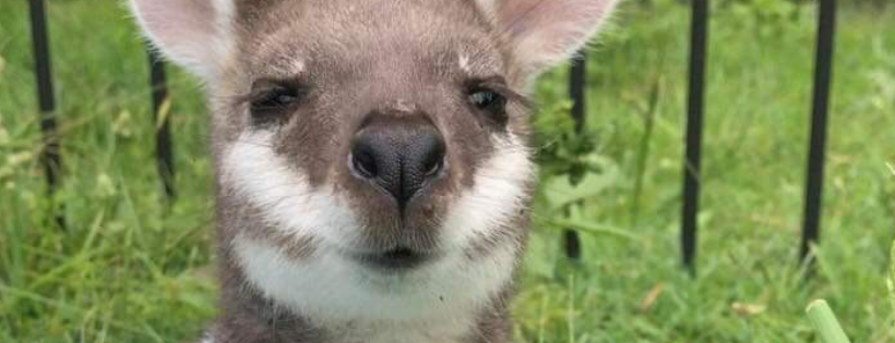 Dhil’um-bar Kangaroo Sanctuary