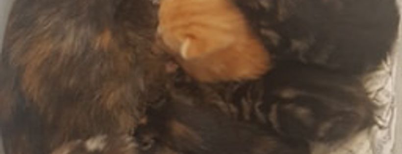 Flossie's Kitten Rescue