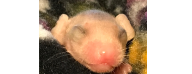 Our Wild Neighbors Wildlife Rehabilitation Center