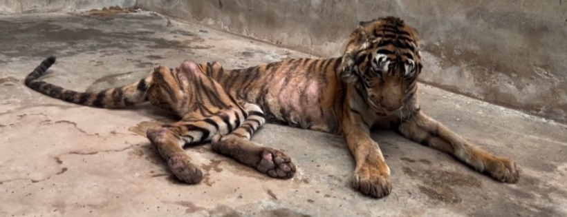 For Tigers