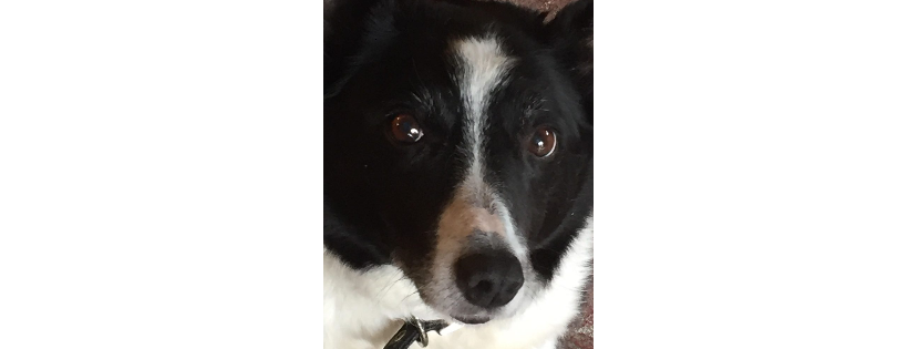 Mayo SPCA