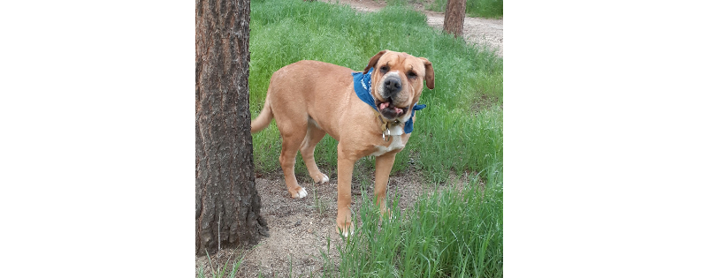 Greatful Rescues Of Wonderful Lives