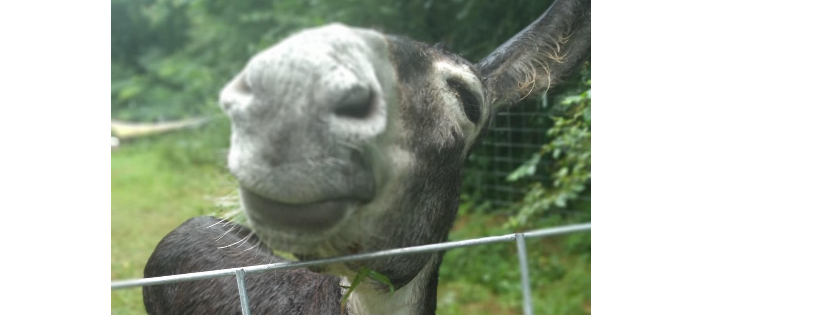 Steven’s Forever Farm Sanctuary