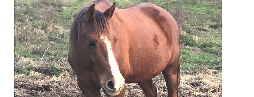 Elk Mountain Equine Sanctuary