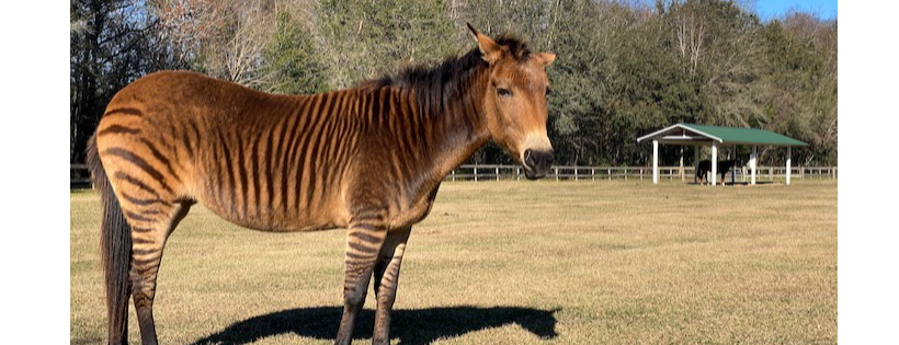 RETIREMENT HOME FOR HORSES INC