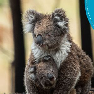 Hepburn Wildlife Shelter