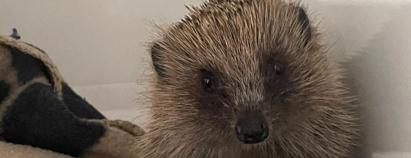 Deanshanger Hedgehog Rescue