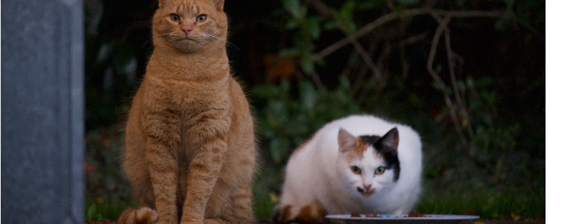 Manawatu Alley Cat Trust