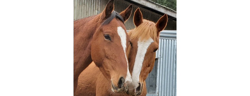 Bodega Meadows Horse Sanctuary