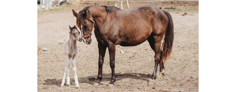 Glory Bound Rescue Ranch