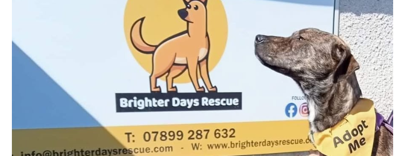 Brighter Days Rescue