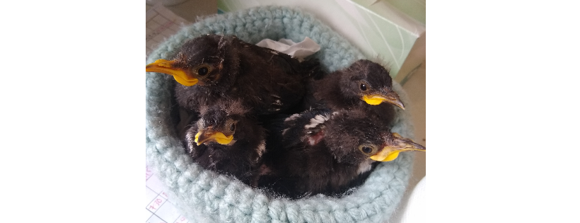BirdCare Aotearoa
