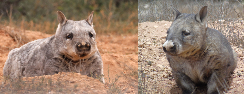 Wombats SA / Natural History Society of SA