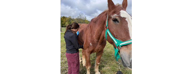 Big Hoof Horse Rescue and Sanctuary Inc.